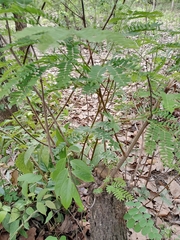Prosopis africana