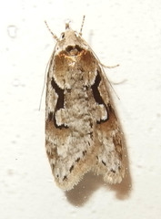 Semioscopis packardella