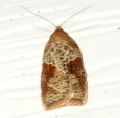 Acleris braunana