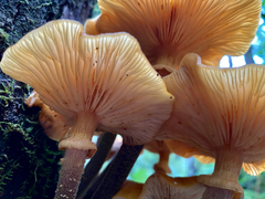 Armillaria luteobubalina