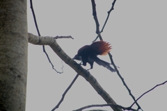 Centropus sinensis parroti