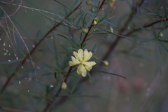 Hibbertia stirlingii