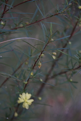 Hibbertia stirlingii