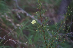 Hibbertia stirlingii