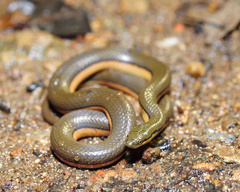 Opisthotropis lateralis