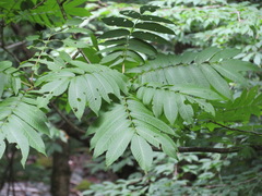 Pterocarya rhoifolia