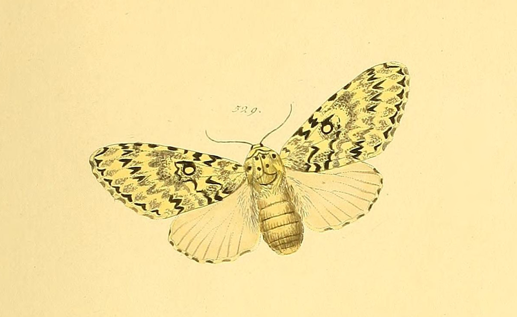 Lichnoptera gulo