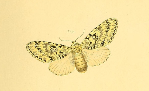 Lichnoptera gulo