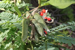 Abrus precatorius africanus