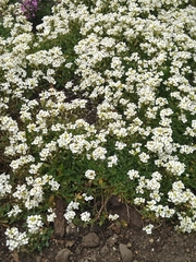 Arabis caucasica