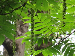 Pterocarya rhoifolia