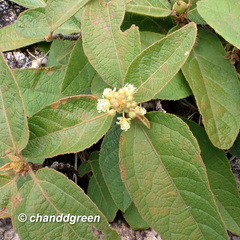 Croton crassifolius