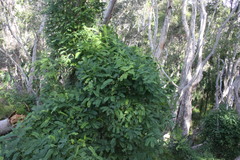 Abrus precatorius africanus