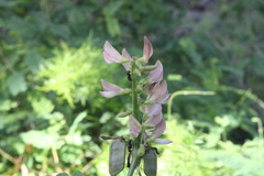 Abrus precatorius africanus