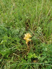 Orobanche lutea