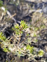 Peucephyllum schottii