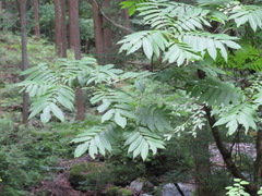 Pterocarya rhoifolia