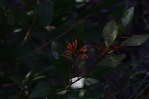 Grevillea glossadenia, photograph 1