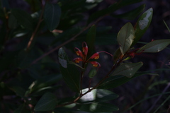 Grevillea glossadenia, photograph (c) Hugo Innes, some rights reserved (CC BY)