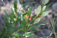 Grevillea glossadenia, photograph (c) Hugo Innes, some rights reserved (CC BY)