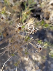 Peucephyllum schottii