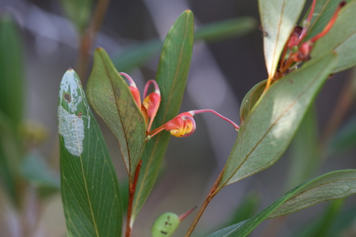 Grevillea glossadenia