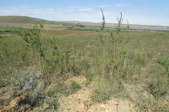 Psoralea spicata