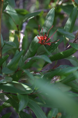 Grevillea glossadenia, photograph 3