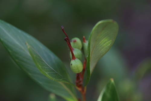 Grevillea glossadenia, photograph 4
