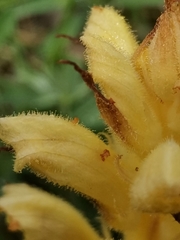 Orobanche lutea