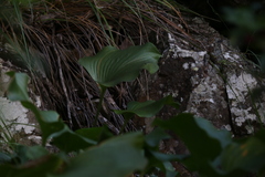 Proiphys amboinensis