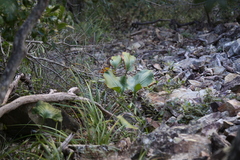 Proiphys amboinensis