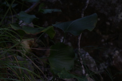 Proiphys amboinensis