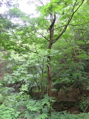 Pterocarya rhoifolia
