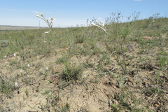 Gladiolus engysiphon