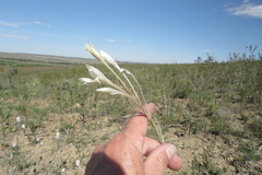Gladiolus engysiphon