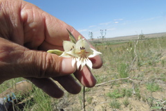 Gladiolus engysiphon