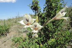 Gladiolus engysiphon