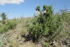 Gladiolus engysiphon