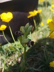 Ophrys vasconica