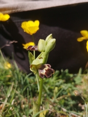 Ophrys vasconica