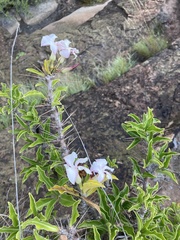 Pachypodium saundersii