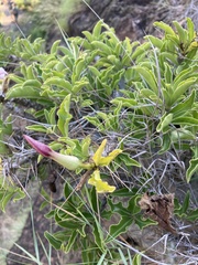 Pachypodium saundersii
