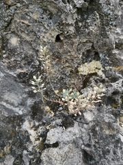 Alyssum montanum