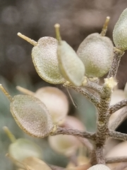 Alyssum montanum