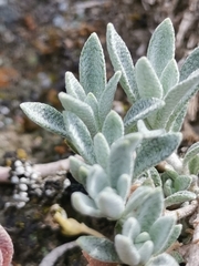Alyssum montanum