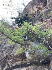 Pachypodium saundersii
