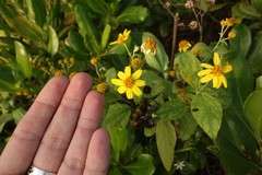 Wollastonia