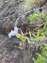 Pachypodium saundersii