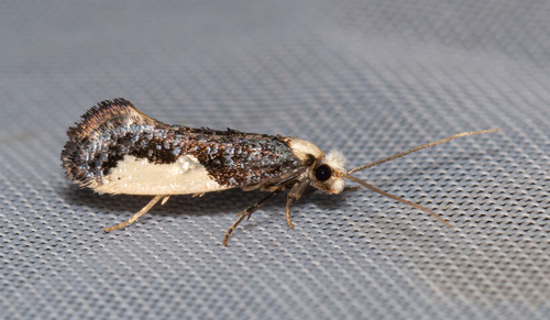 Monopis monachella